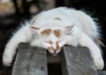 sleepingcats35.jpg