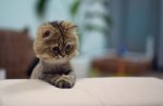 lolcats36.jpg