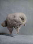 FluffiestCats03.jpg