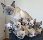 CAtsWithMiniMes16.jpg