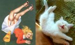 pinupcats11.jpg
