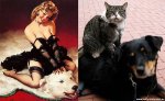pinupcats16.jpg
