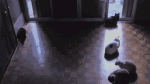Warmth13.gif