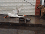 1458917959-edb68273773404dd88f74c71b8b2f760.gif
