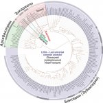 i91120Phylogeny.jpg