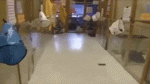 1460760313-13bfcb0bacf4ac569c381a958291f601.gif