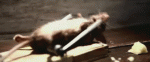 1461184800-e225e1253a4685b4318ad27f140aceb1.gif