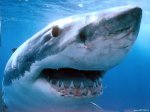 shark.jpg