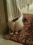 findthecat16.jpg