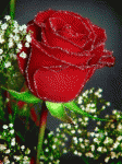 141015865.gif