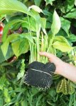 Florafelt-Vertical-Garden-Root-Wrap-roots-grow-through-and-into-the-felt-3.jpg