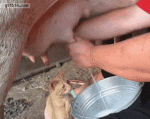 1461739192-4566b02a0f058b67e31a8a214fa10e3d.gif