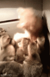 1440047559-817a01cbbbb4a46392ca001d2fe87935.gif