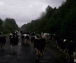 1460483324-affb8a60c6002a54c64d80fe6ca6c3a2.gif