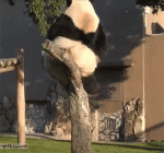 1460662382-78546255e47528e08c5f441b9d2c5141.gif