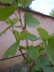 DSCN6077.jpg