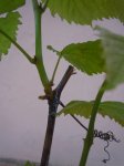 DSCN6081.jpg