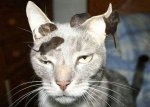 very_patient_animals01.jpg