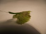 DSCF1136.JPG