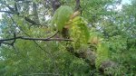 IMG_20160509_132049.jpg