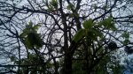 IMG_20160509_132105.jpg