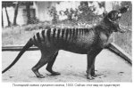 сумчатий-вовк-1933.jpg