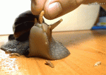 1425189751-b5668497d824b44677dbbb3f8705e6fd.gif