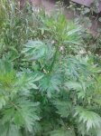 20160511_103625.jpg