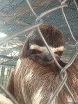 sloth-flirt-GIF.gif