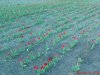 DSC00865.jpg
