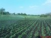 DSC00882.jpg
