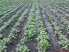 DSC00909.jpg