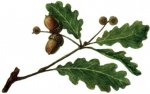 1d_dyb_obiknovennii_clip_image002.jpg