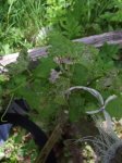 DSCF1328.JPG