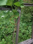 DSCF1323.JPG