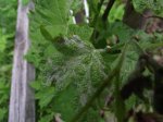 DSCF1326.JPG
