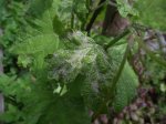 DSCF1327.JPG