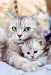 котэ-милота-мамка-живность-3153973.jpeg