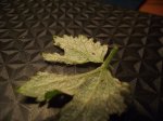 DSCF1332.JPG