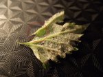 DSCF1343+.JPG