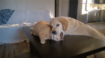 омномном-собака-котэ-гифки-3158020.gif