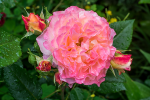 upload_2016-6-15_22-24-3.png