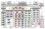 caridina_cantonensis_family_tree_by_rah_bop-d63qec3.jpg