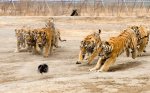 tigers-vs-bird-02.jpg
