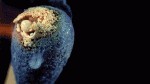 1432649830-6a3dcc92053fbdfc2196511febfcb4f9.gif
