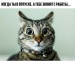 10248570.jpg