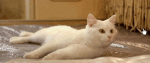 70793070_k2.gif