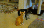 125641675_5037328_original_1.gif