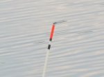IMG_3528.JPG