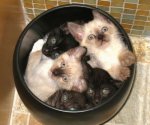 картинки-Добрые-картинки-смешные картинки-фотоприколы_667294296.jpg